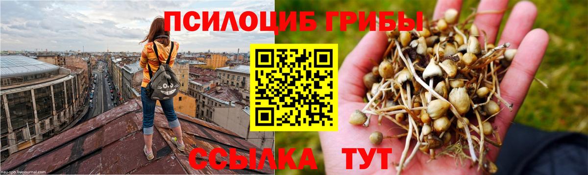 Псилоцибиновые грибы Psilocybe  продажа наркотиков  Краснознаменск  Вход с VPN 
